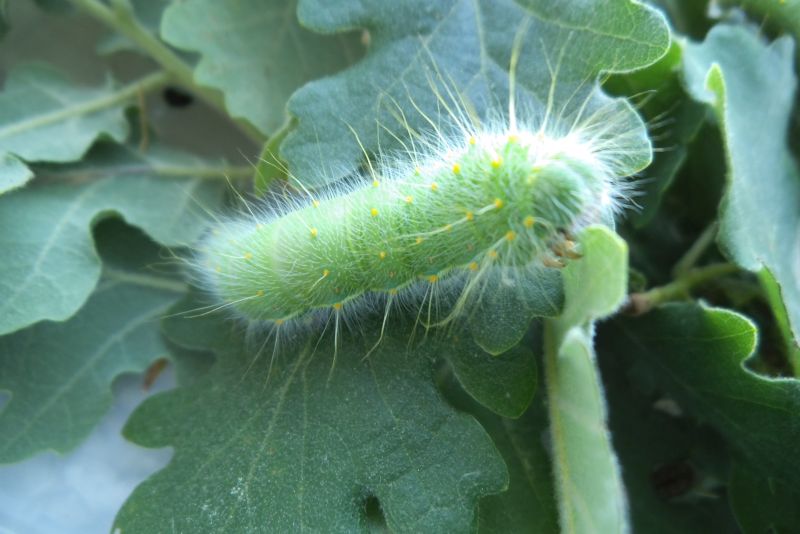 larva di Perisomena caecigena, Saturniidae